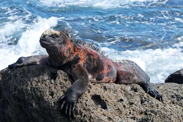 Galápagos-Landleguan breitet sich wieder auf Insel Santiago aus