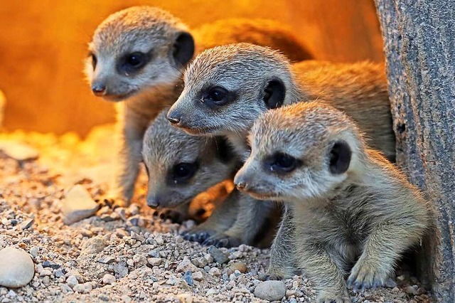 Besucherlieblinge sind die lustigen Erdmnnchen, eine Mangustenart.  | Foto: Timo Deible, Zoologischer Stadtgarten Karlsruhe