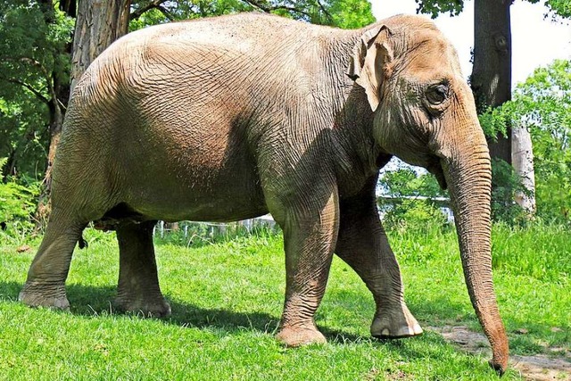 In Karlsruhe finden betagte Asiatische Elefanten ein Zuhause.  | Foto: Zoologischer Stadtgarten Karlsruhe