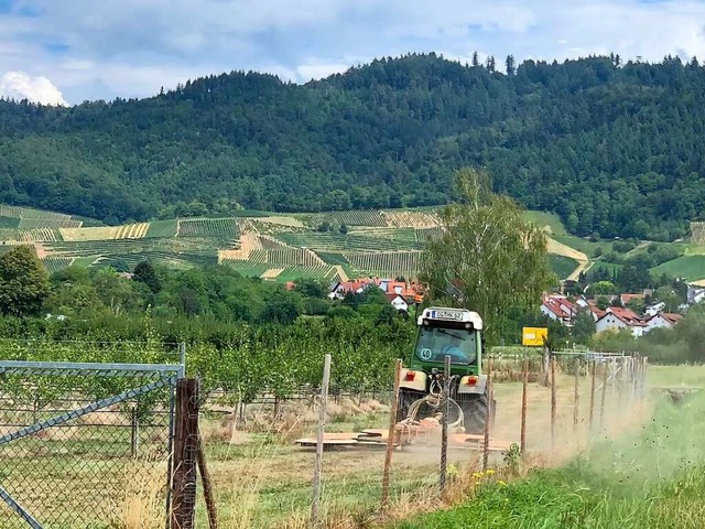 berall sichtbar in Offenburg: Die Folgen der  Trockenheit.  | Foto: Helmut Seller