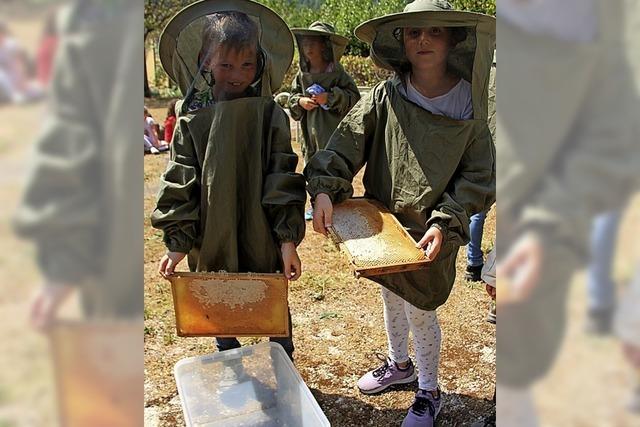 Kinder lernen wie Honig hergestellt wird