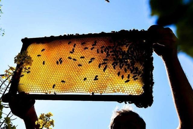 Steinener Bienenfreunde verleihen eine mobile Honigschleuder