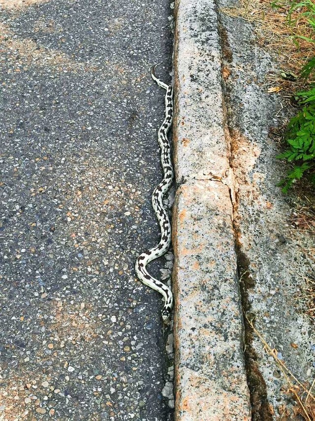 Die im Glottertal bei Freiburg gefundene Kettennatter  | Foto: Markus Schwarz