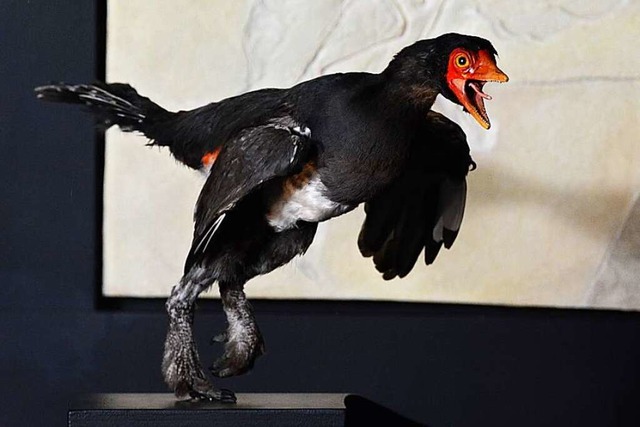 Schwarze Federn und ein etwas weniger ...el in Basels Naturhistorischem Museum.  | Foto: Annette Mahro