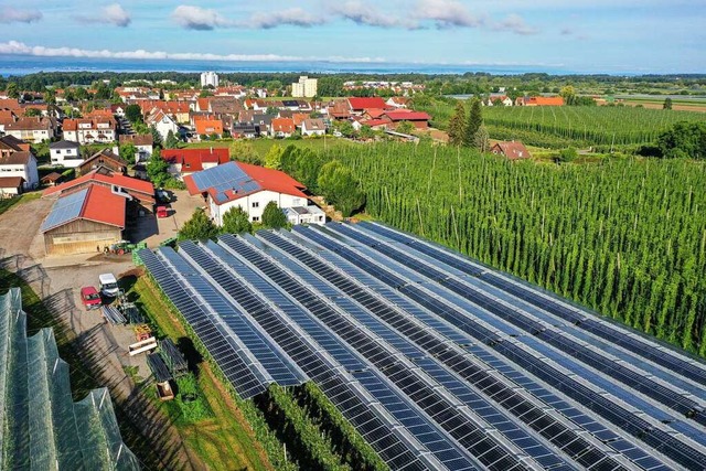 Eine Agri-Photovoltaik berspannt eine...lantage von Obstbauer Hubert Bernhard.  | Foto: Felix Kstle (dpa)