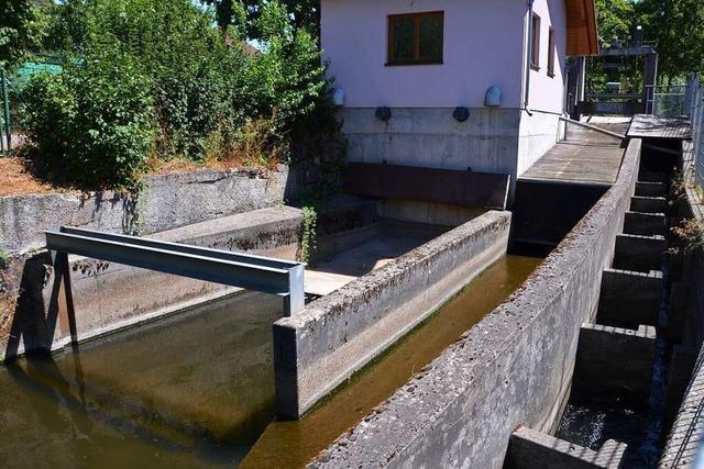 Fische in Bchen im Kreis Emmendingen leiden unter Hitze