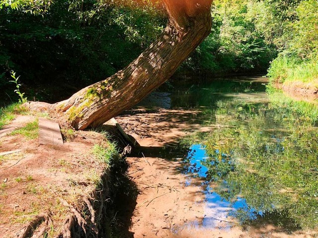 Das Wasser im Naturschutzgebiet Tauber...elle Zuckerbrcke deutlich zu niedrig.  | Foto: Heike Spannagel