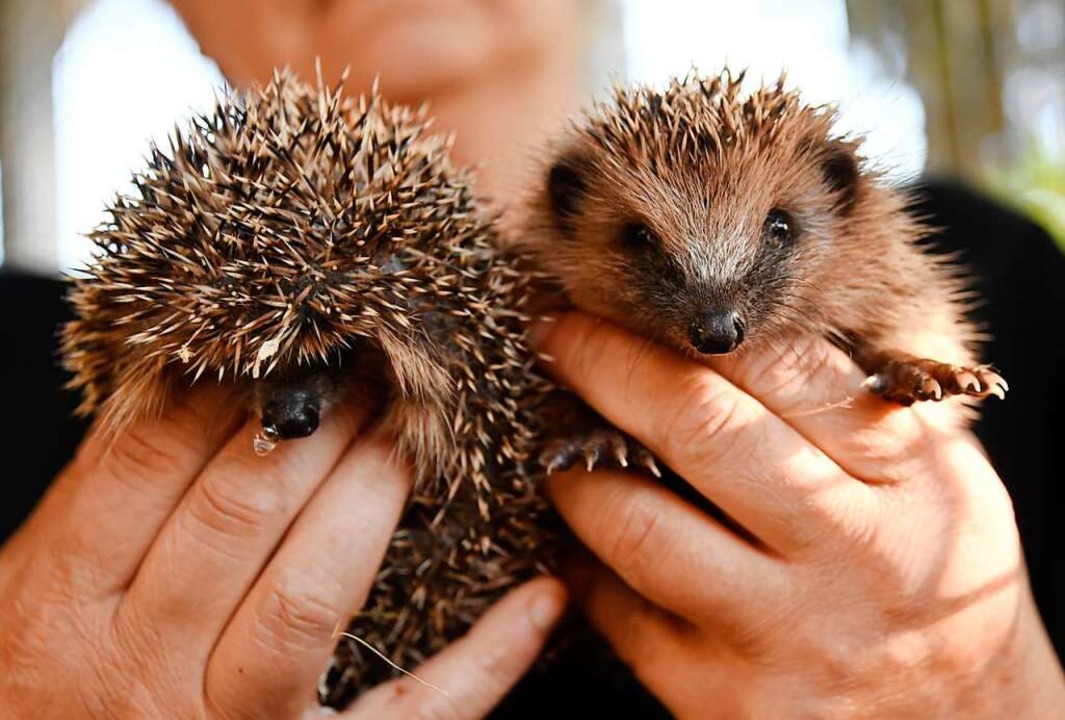 Junge Igel laufen mit zunehmender Dehy...h am helllichten Tag durch die Grten.  | Foto: Volker Mnch