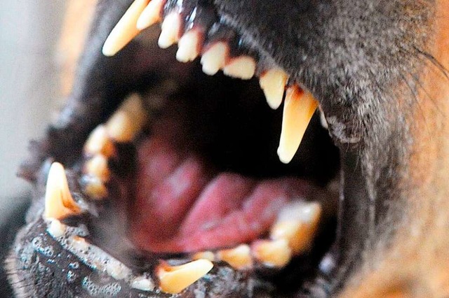 Gravierende Folgen hat ein Hundebiss fr eine Lrracherin (Symbolbild).  | Foto: Soeren Stache (dpa)