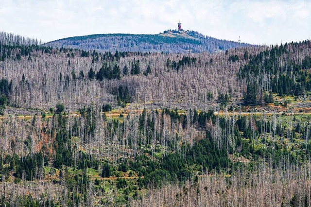 Niedersachsens hchster Berg, der Wurm...eichen abgestorbenen Fichten zu sehen.  | Foto: Swen Pfrtner (dpa)