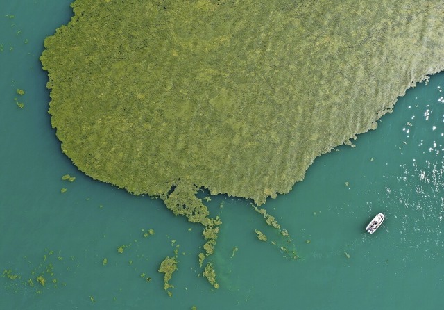 Ein groer Teppich voller Algen trbt am Bodensee den Badespa.  | Foto: Felix Kstle (dpa)
