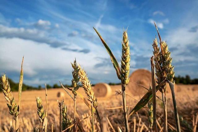 In Deutschland darf nun mehr Getreide angebaut werden