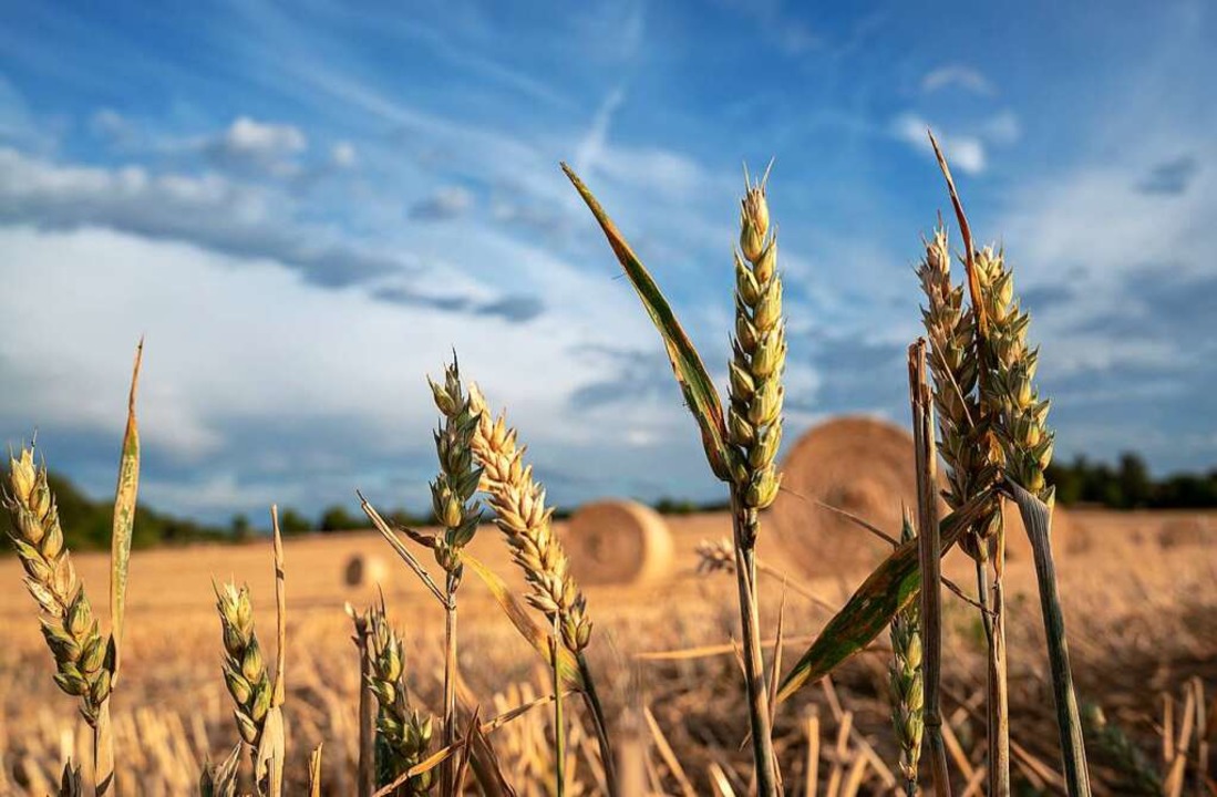 Im kommenden Jahr sollen zusätzliche F... mit Getreide bepflanzt werden dürfen.  | Foto: Harald Tittel (dpa)