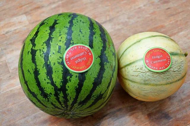 Melonenanbau in Südbaden: 
