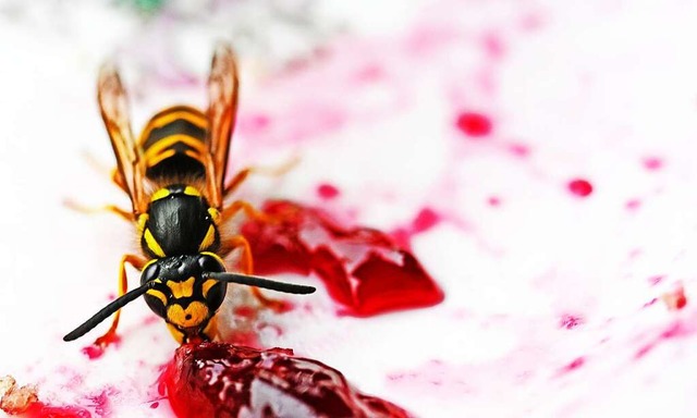 Dieses Jahr knnte ein Wespenjahr werden.  | Foto: Peter Zschunke (dpa)