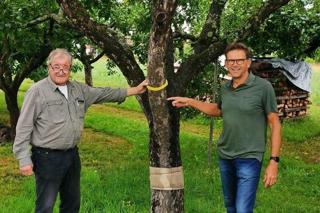 Fremde drfen an gelb markierten Bumen Obst ernten