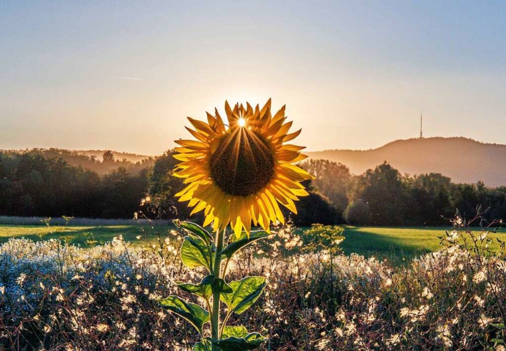 Sonnenblume.  | Foto: Bernd Wehrle