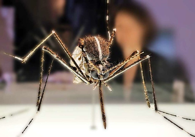 Die Tigermcke kann etwa Dengue bertragen.  | Foto: Jan Woitas