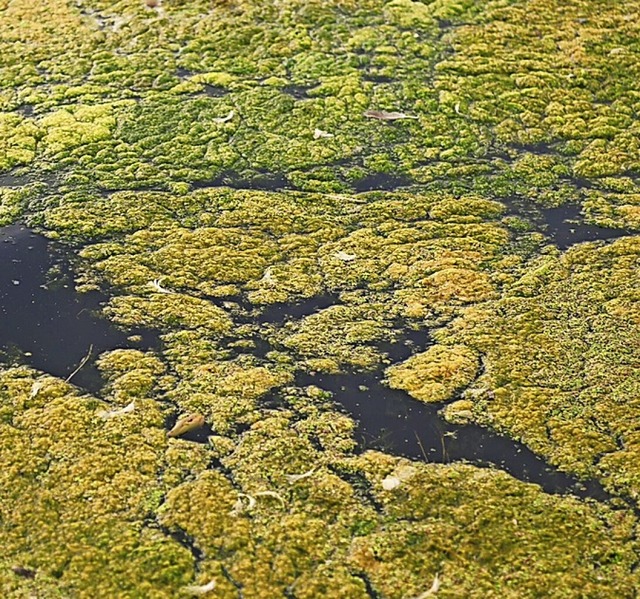 Algen breiten sich im Orschweierer See aus.  | Foto: Nicolas Armer (dpa)