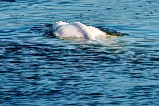 Geschwächter Belugawal soll aus der Seine ins Meer gebracht werden
