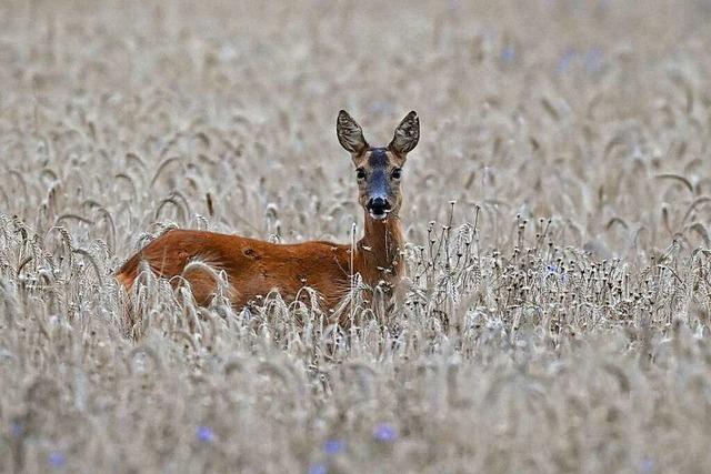 Wildtieren in der Region fehlt neben Wasser auch Nahrung