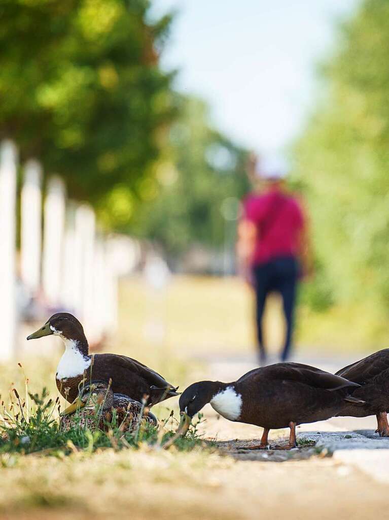 Hessen: Enten stehen im Schatten eines der kleinen Bume am Rsselsheimer Mainufer, um so der sengenden Sonne ein wenig zu entgehen.