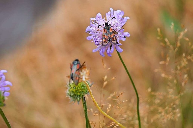 Zwei Exemplare aus der Familie der Wid...sarten sind in der  Region beheimatet.  | Foto: Fabian Sickenberger