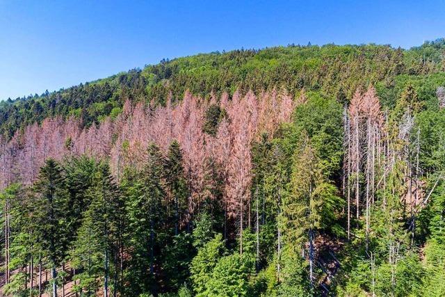Klimawandel bringt die Privatwaldbesitzer im Kreis Lrrach in Zugzwang