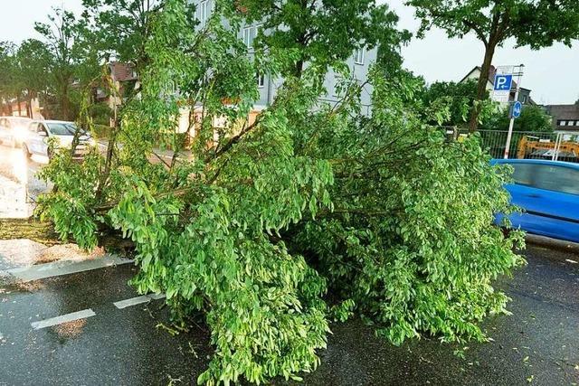B34 bleibt wegen eines umgestürzten Baums bei Rheinfelden gesperrt