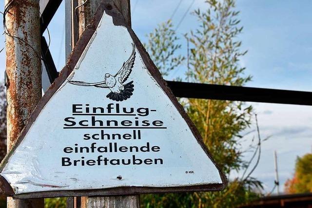 Der Taubenzüchterverein Rheinfelden löst sich doch nicht auf