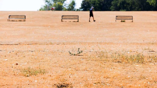 Die Trockenheit ist allenthalben zu sehen.  | Foto: Rolf Vennenbernd (dpa)