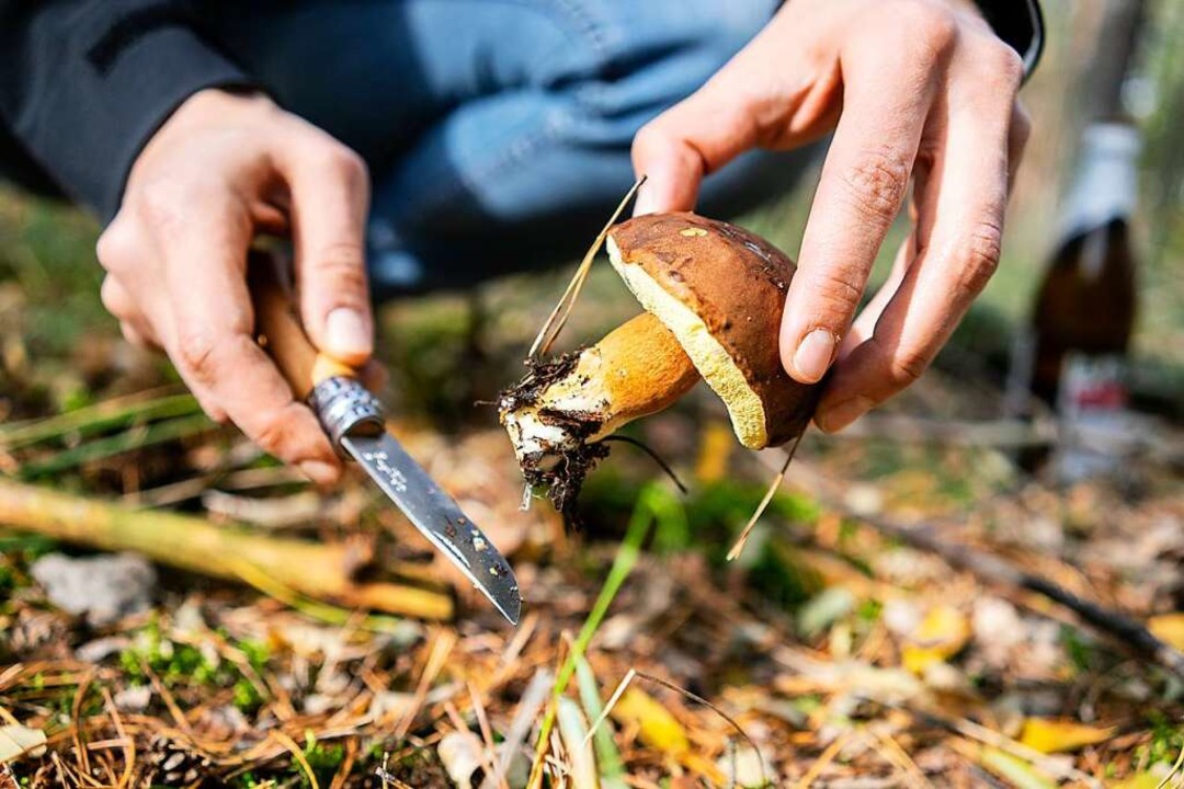 Kennt man eine Pilzart nicht, dann sol... Exemplar zur Pilzberatung mitbringen.  | Foto: Robert Günther