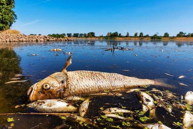 Mysteriöses Fischsterben in der Oder hat wohl Ursache in polnischer Industrie