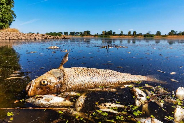 Mysterises Fischsterben in der Oder hat wohl Ursache in polnischer Industrie  | Foto: Frank Hammerschmidt (dpa)