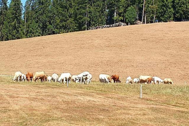 Auf den Weiden im Hochschwarzwald gibt es kaum noch Gras für die Kühe