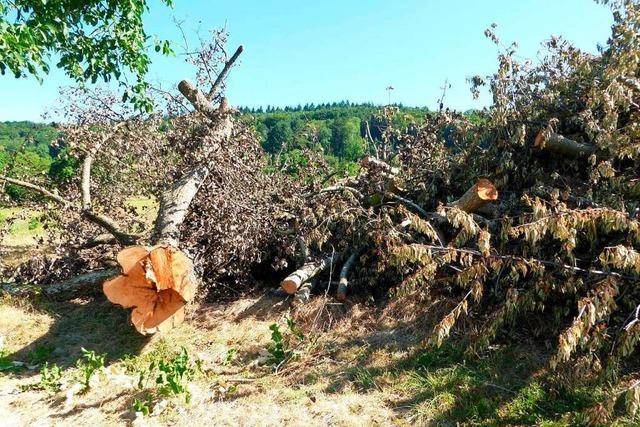 In Mllheim-Feldberg wurden mehr als 30 Obstbume mglicherweise illegal gefllt