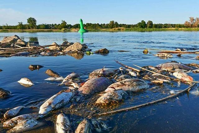 Ursachensuche nach Fischsterben in der Oder geht weiter