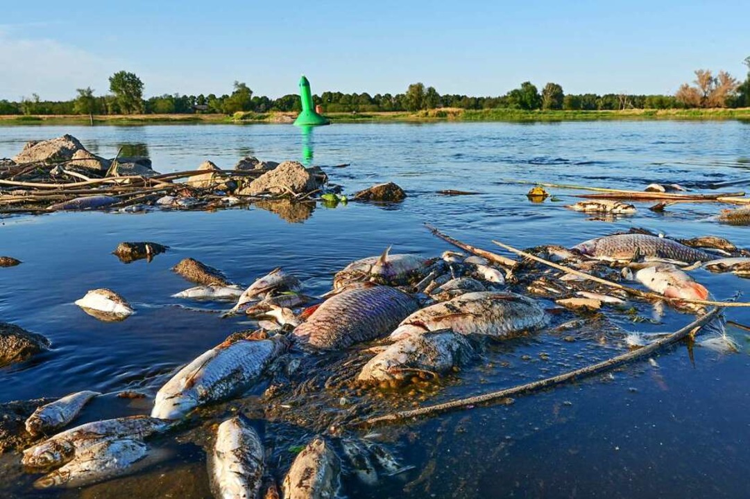 Unzählige tote Fische treiben im flach... deutsch-polnischen Grenzflusses Oder.  | Foto: Patrick Pleul (dpa)