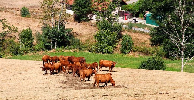 Die Hangweiden im Oberen Kandertal sin...en den Tieren nicht mehr genug Futter.  | Foto: Kanmacher