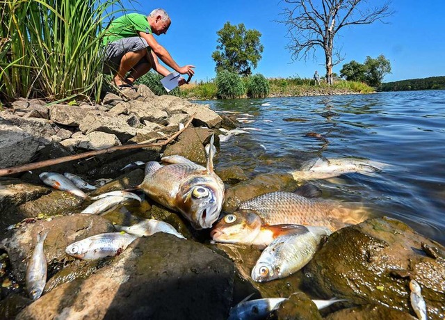 Der Nationalpark Unteres Odertal zhlt...rt tote Fische im flachen Flusswasser.  | Foto: Patrick Pleul (dpa)
