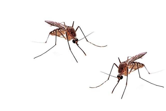 Moskito sucht Haut: Was zieht die Stechmücken an?