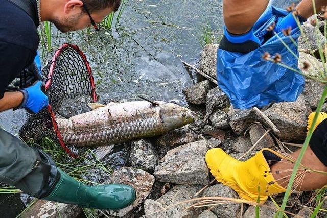 Hunderte Helfer sammeln an der Oder tote Fische ein