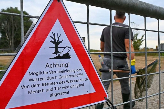 Seit mehren Tagen beschftigt das mass...en im Fluss Oder Anwohner des Flusses.  | Foto: Patrick Pleul (dpa)