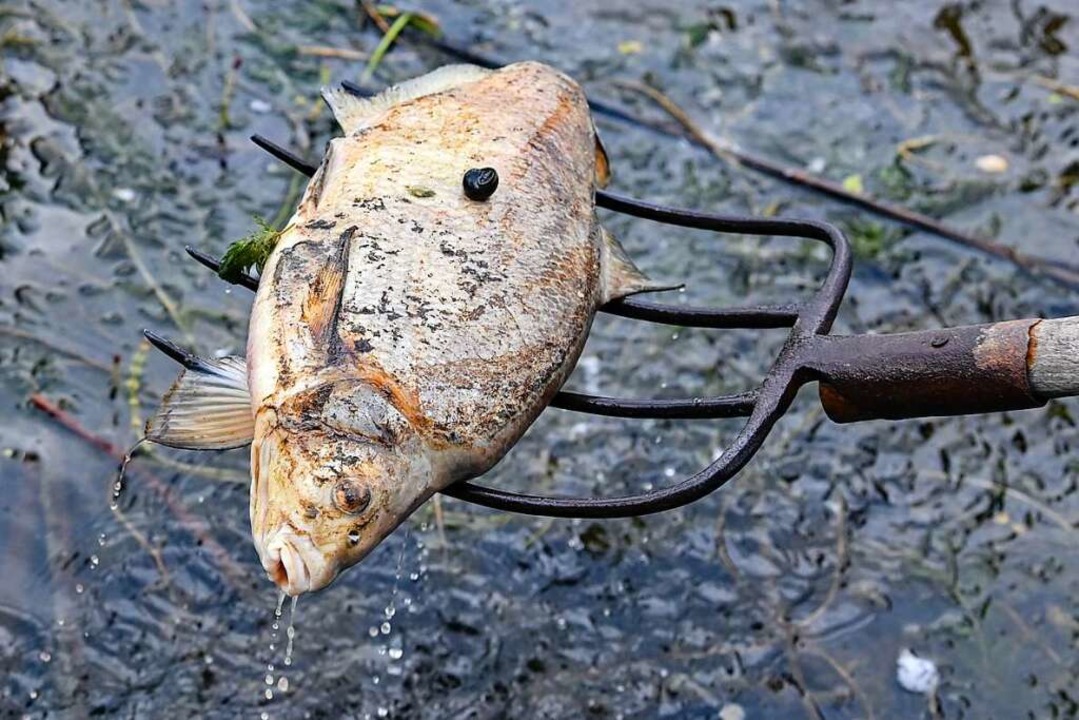 Ein toter Fisch wird aus dem Wasser de...polnischen Grenzflusses Oder geborgen.  | Foto: Patrick Pleul (dpa)