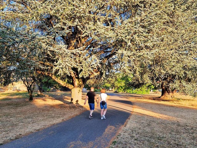 Abendspaziergang durch den trockengestressten Herbert-King-Park in Rheinfelden.  | Foto: Maja Tolsdorf