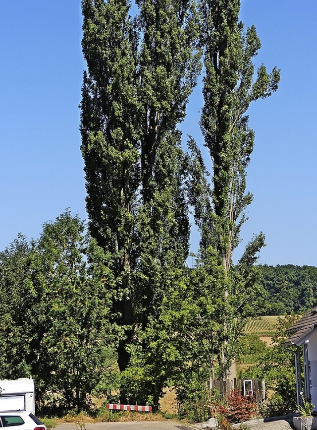 Schallbach will Bume  pflanzen, um das  Klima zu verbessern.  | Foto: Rolf Rhein
