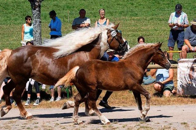 Fotos: Fohlenprämierung in St. Märgen zeigt die schönsten Pferde