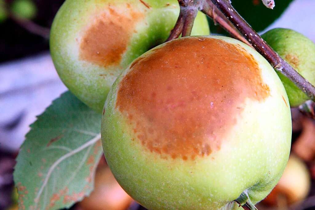 Several fruit trees in the region all-around Freiburg deficiency h2o – Breisgau-Hochschwarzwald district