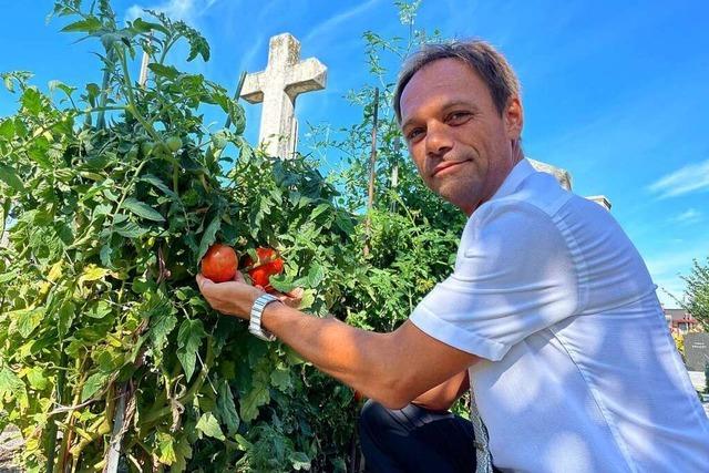 Tomaten im Totenreich: Urban Gardening auf Friedhof in Wien
