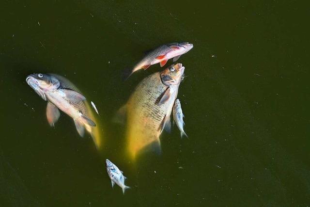 Warum sterben die Fische in der Oder?